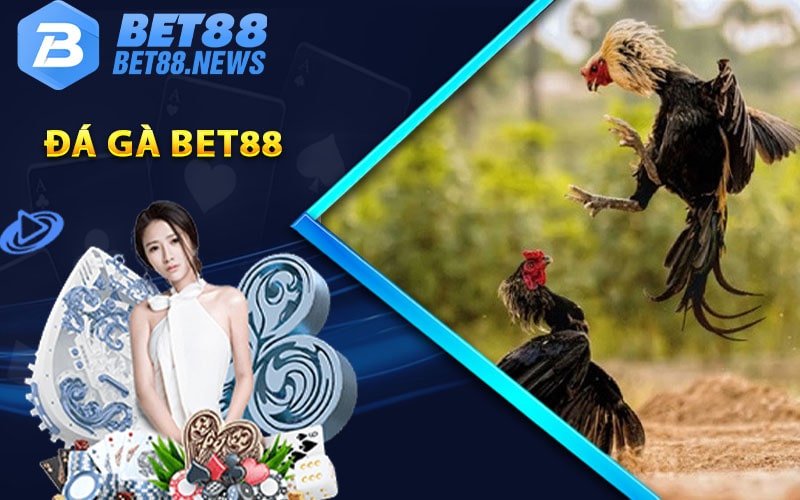 Giải đáp dịch vụ Đá Gà Bet88